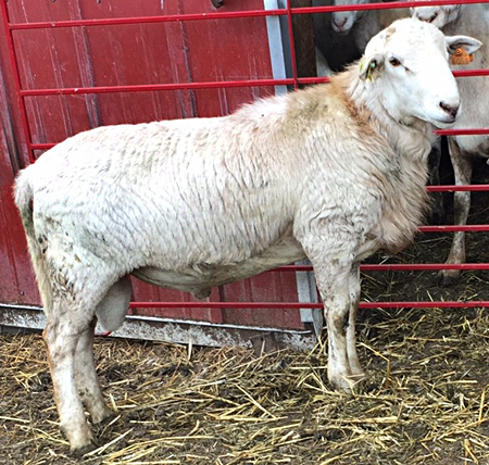 On-Pasture Ram Trials